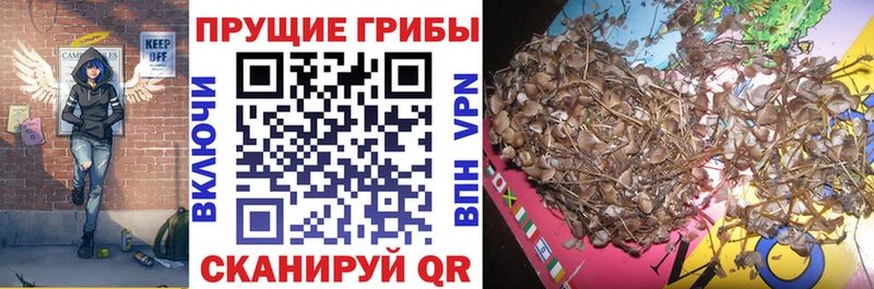Псилоцибиновые грибы Cubensis  мориарти состав  Ржев 